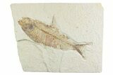 Detailed Fossil Fish (Knightia) - Wyoming #369532-1